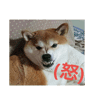 柴犬まぁたん（個別スタンプ：16）