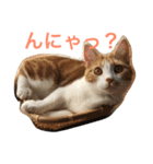 猫と猫 M＆H（個別スタンプ：2）