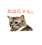 猫と猫 M＆H（個別スタンプ：5）