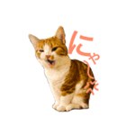猫と猫 M＆H（個別スタンプ：6）