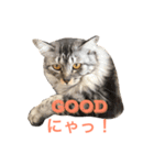 猫と猫 M＆H（個別スタンプ：7）