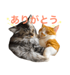 猫と猫 M＆H（個別スタンプ：8）