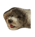 pretty dogs(lan)（個別スタンプ：1）