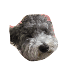 pretty dogs(lan)（個別スタンプ：2）