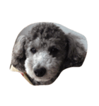 pretty dogs(lan)（個別スタンプ：3）