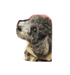 pretty dogs(lan)（個別スタンプ：4）