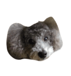 pretty dogs(lan)（個別スタンプ：6）