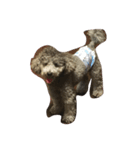 pretty dogs(lan)（個別スタンプ：7）