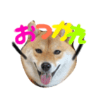柴犬 はなごん（個別スタンプ：1）