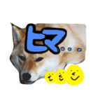 柴犬 はなごん（個別スタンプ：2）