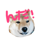 柴犬 はなごん（個別スタンプ：3）