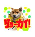 柴犬 はなごん（個別スタンプ：4）