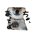 柴犬 はなごん（個別スタンプ：5）