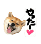 柴犬 はなごん（個別スタンプ：6）