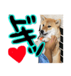 柴犬 はなごん（個別スタンプ：7）