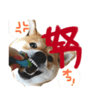 柴犬 はなごん（個別スタンプ：9）