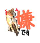 柴犬 はなごん（個別スタンプ：10）