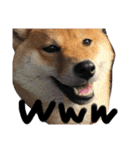柴犬 はなごん（個別スタンプ：11）