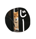 柴犬 はなごん（個別スタンプ：12）