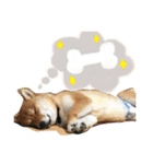 柴犬 はなごん（個別スタンプ：13）