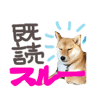 柴犬 はなごん（個別スタンプ：14）