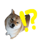 柴犬 はなごん（個別スタンプ：15）