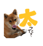 柴犬 はなごん（個別スタンプ：16）