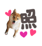 柴犬 はなごん（個別スタンプ：17）