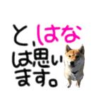 柴犬 はなごん（個別スタンプ：18）