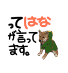 柴犬 はなごん（個別スタンプ：20）