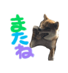 柴犬 はなごん（個別スタンプ：21）