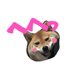 柴犬 はなごん（個別スタンプ：23）