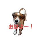 ジャックラッセルテリアのルークです（個別スタンプ：1）