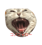 ネコのとも（個別スタンプ：1）
