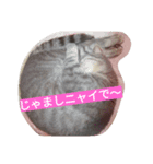 ネコのとも（個別スタンプ：7）