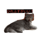 ネコのとも（個別スタンプ：8）