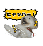 クレイジードッグ（個別スタンプ：3）