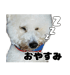 クレイジードッグ（個別スタンプ：5）