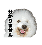 クレイジードッグ（個別スタンプ：6）