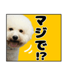 クレイジードッグ（個別スタンプ：8）
