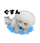 クレイジードッグ（個別スタンプ：9）