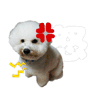クレイジードッグ（個別スタンプ：11）