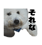 クレイジードッグ（個別スタンプ：12）