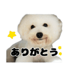 クレイジードッグ（個別スタンプ：13）