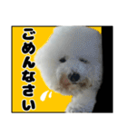 クレイジードッグ（個別スタンプ：14）