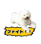クレイジードッグ（個別スタンプ：15）