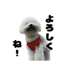 クレイジードッグ（個別スタンプ：17）