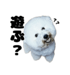 クレイジードッグ（個別スタンプ：19）