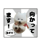 クレイジードッグ（個別スタンプ：22）