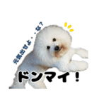 クレイジードッグ（個別スタンプ：24）